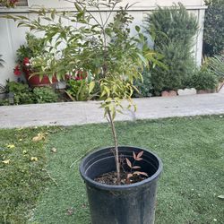 Nandina Gulf Stream Shrub 5 GAL