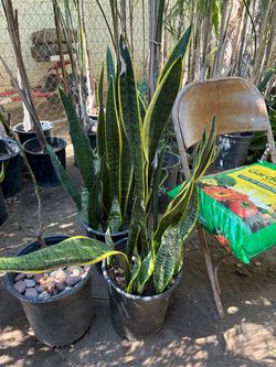 Large Snake Plant in Black Nursery Pot