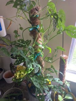 Plants 🌱