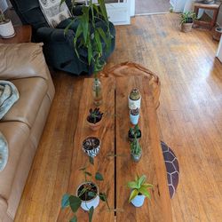 $5 Plants And Pots