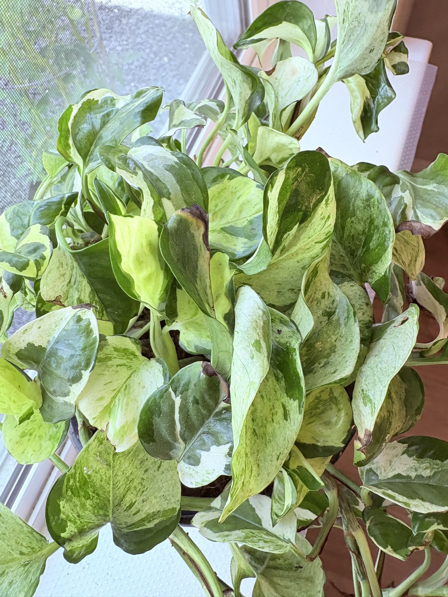 Marble Queen Porto’s In Ceramic Pot