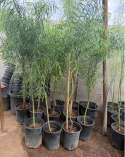 Weeping willow Trees 5F The Tall $45 Each Price Firm