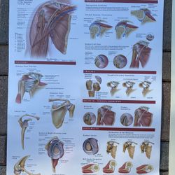 Anatomical Charts