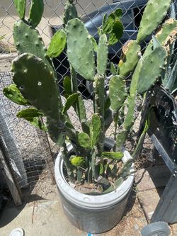 Prickly Pear cactus