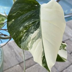 HUGE VARIEGATED MONSTERA ALBO PLANT 🌱 