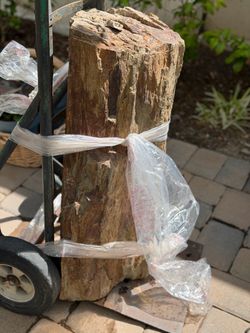 Large Natural Petrified Wood Log Specimen (29" x 11" x 9") - Rough Fossilized Wood