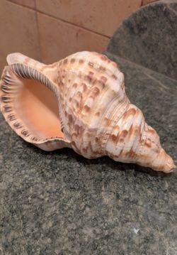 Rare Huge 10" Atlantic Titan shell 