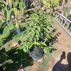 Guava