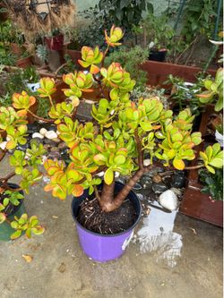 Plants succulents many more