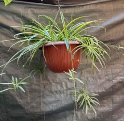 Planta lazos de amor. Spider Plant
