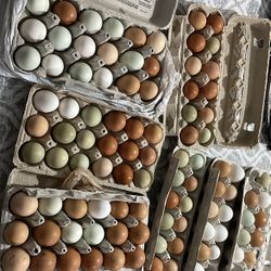 farm fresh eggs $6 a dozen