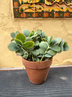 Lavender scallops succulent in terra cotta pot