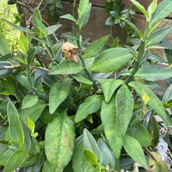 Four dollars for rooted plants or $.75 per cutting