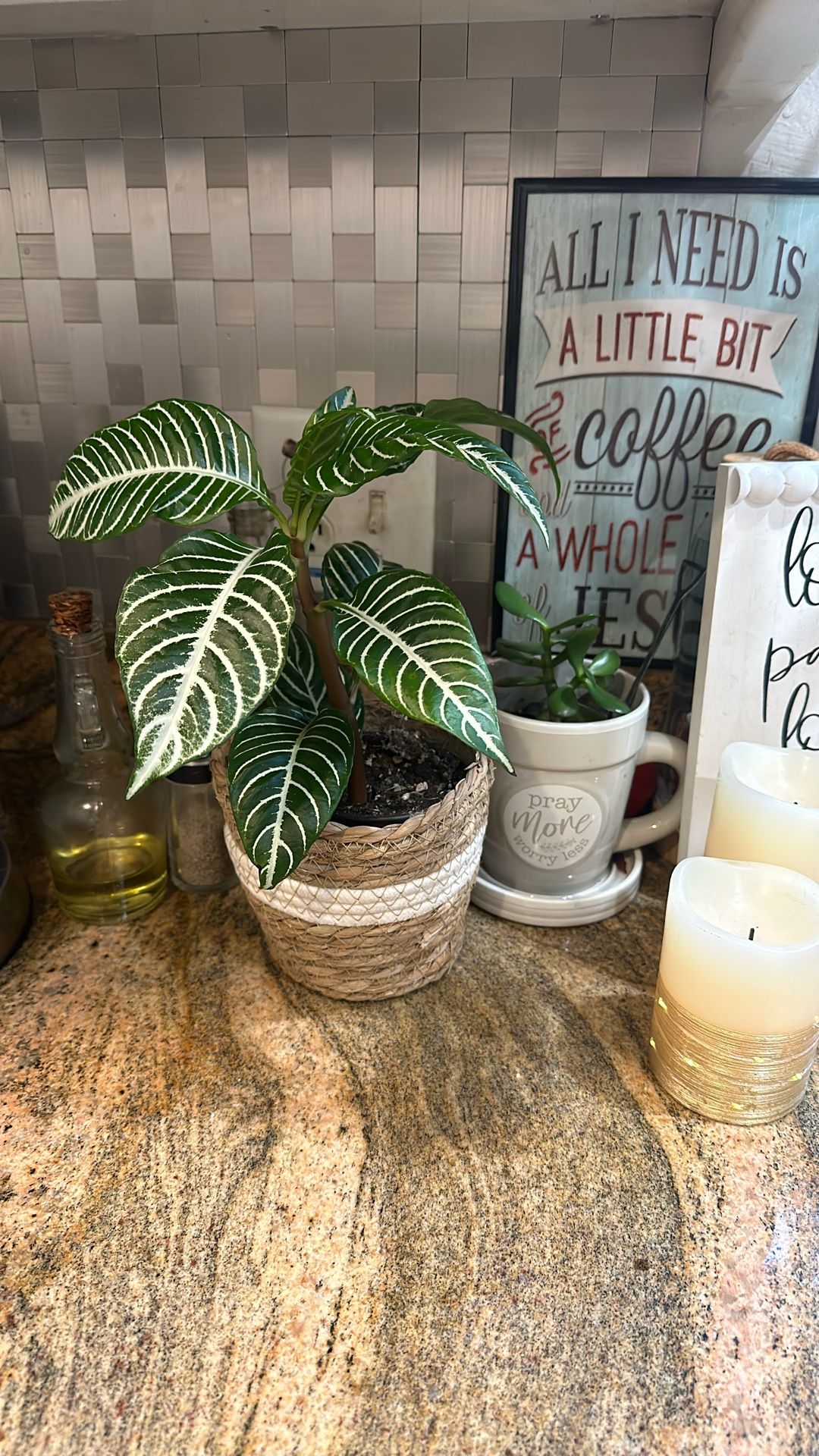 Live Plants 🪴 X 2