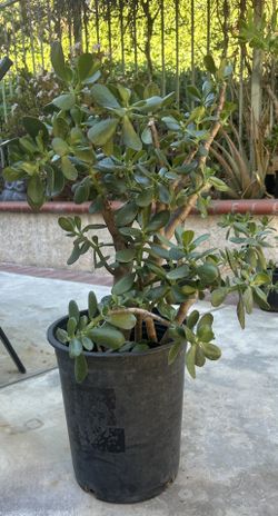 Jade Plants