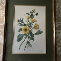 Antique Litho Print- Souci Des Jardins Calendula-Van Soaendonck-Le Grand 1801