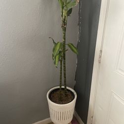 Plant & Pot 