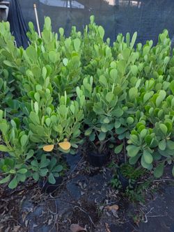 clusias over 3 feet tall Instant privacy Hedge for fence