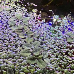 Water Spangles And Duckweed For Aquarium And Pond