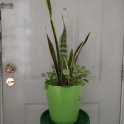 Sanseveria Laurenti Plant 