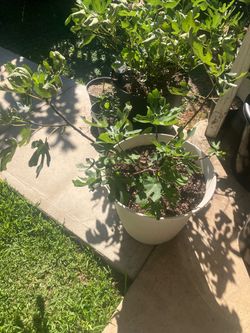 Black mission fig tree