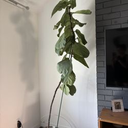 Real Fiddle Leaf tree 