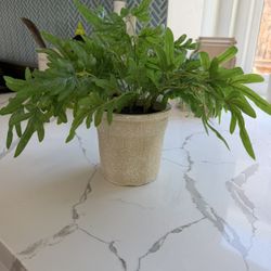 Magnolia Decorative Plant 