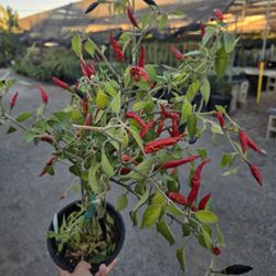 Chile Plants In 1 Gallon