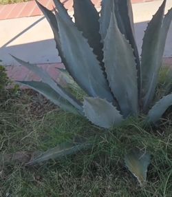 Agave plant x4