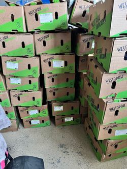 Avocado boxs