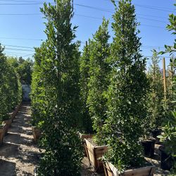 Ficus Nitida Indian Laurel Privacy Hedge