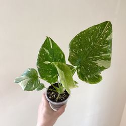 Monstera Thai Constellation 