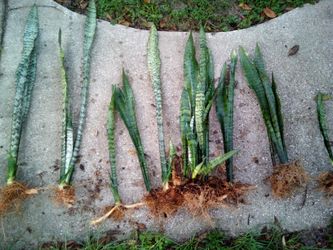Snake Plant - Sale