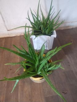 Aloe vera plants