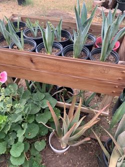 Agave and Aloe Vera Garden Plants