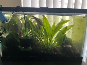 10 gallon planted tank