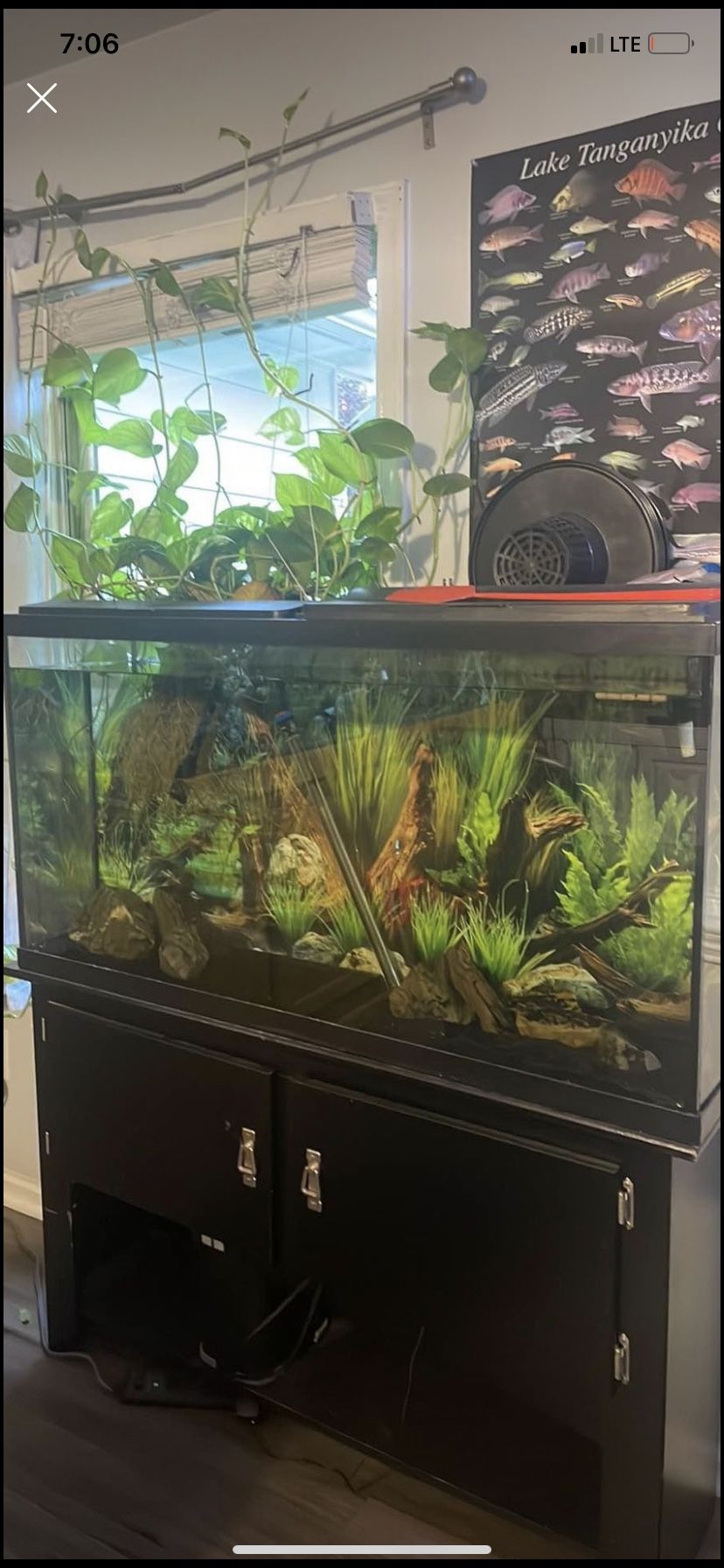 60 Gallon Fish Tank Set Up