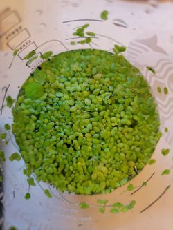 Aquarium Decor Floaters Duckweed