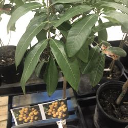 Longan Dragon Eye Dimocapus Kohala Seedling Starter Plant In 2 Gallon Pot