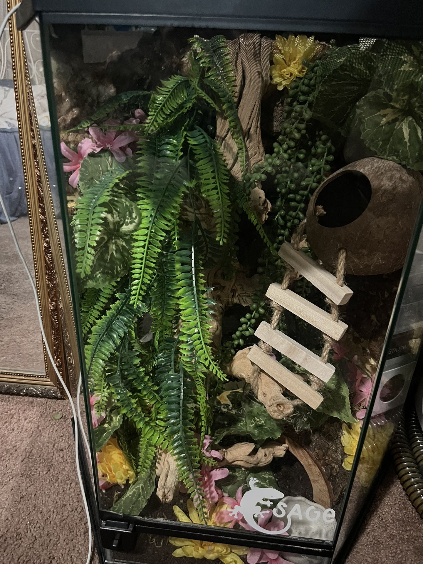Crested Gecko Tank And lamp