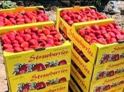 FRESAS