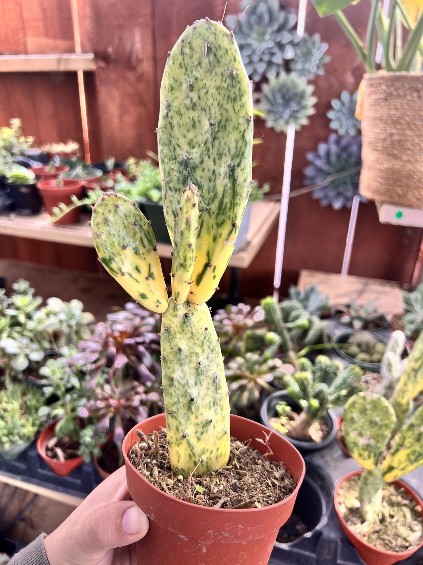 Succulents For Sale