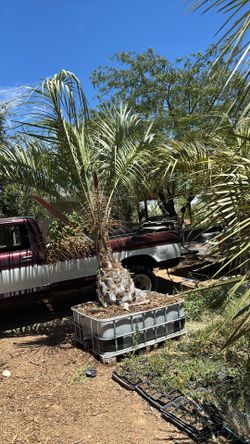 Pin-do/ Canary Palm trees