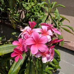Plumeria Cuttings
