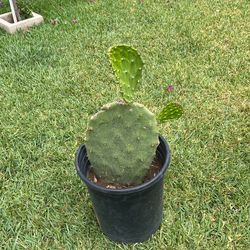 Cactus