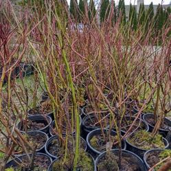 Blueberry Plants