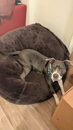Jumbo comfy dog bed