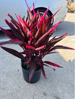 Cordyline hot chilli 4 plants in the pot