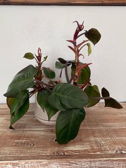 Imperial Red Philodendron plant