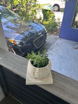 Plant